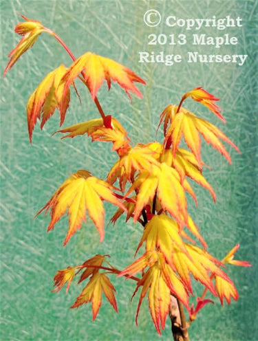 Acer palmatum 'Orange Dream' - mapleridgenursery
